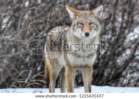 Wild Coyote Picture 