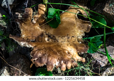 Close-up photograph with mushrooms in the wild
