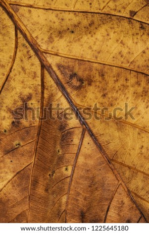 Close up of beautiful nature green leaf texture background. Selective focus