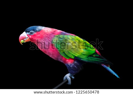 Parrot, colorful bird wildlife isolated background,zoo tropical animal exotic
