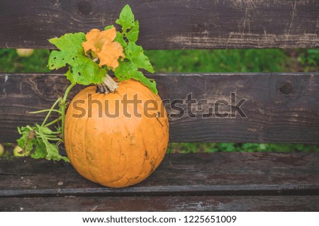 Many orange pumpkins on wooden background with copy space, autumn harvest, Halloween or Thanksgiving concept
