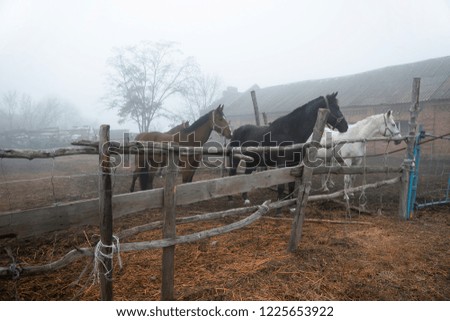 mare with foals runs past the pasture in a misty morning, running herd of horses in autumnal landscape, english thoroughbred