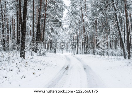 Walkway through the snow-covered pine forest on a cloudy winter day, Latvia