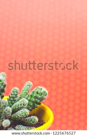 cute pic of a cactus