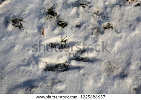 Rabbit tracks through the snow during a wisconsin winter