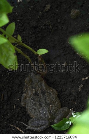 Frog beside a basil plant, top view