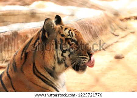 Tiger in the zoo