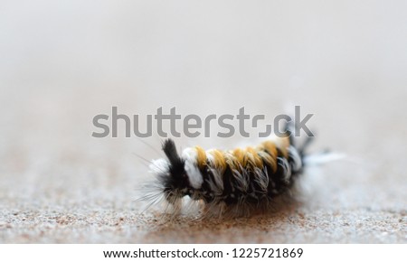 Macro photo of a milkweed tussock moth caterpillar (Euchaetes egle). Frontal focus on the caterpillar 