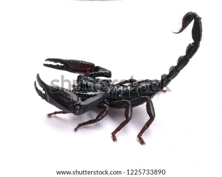 Scorpion on white