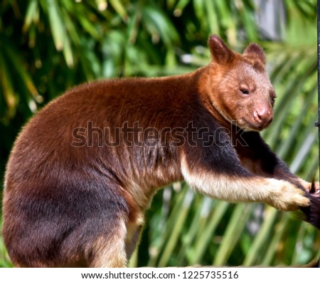 this is a side view of a tree kangaroo inspecting his tail