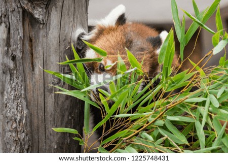 Red Panda or Lesser panda (Ailurus fulgens) gnawing bamboo leaves.