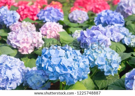 Beautiful blooming hydrangea in nature garden background with colorful fresh blue and pink flowers, pastel colour texture

