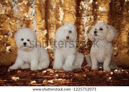 Bichon Frise, Maltese Dog, and Poodle sit on a Gold Sequin Background for a Dog Fashion Photo Shoot. 
