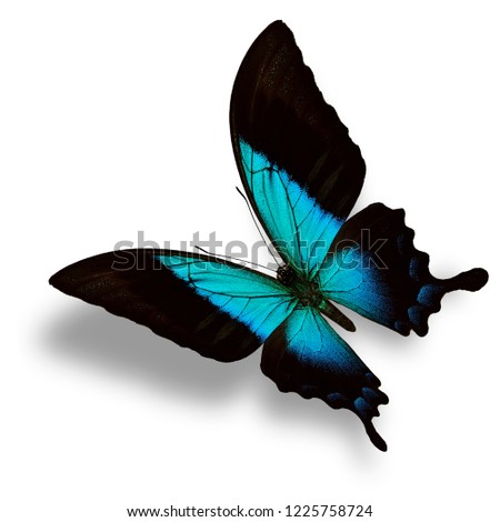 Beautiful male Sea green swallowtail butterfly isolated on white background, Papilio peranthus
