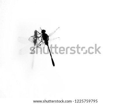 A silhouette picture of a dragonfly on white background