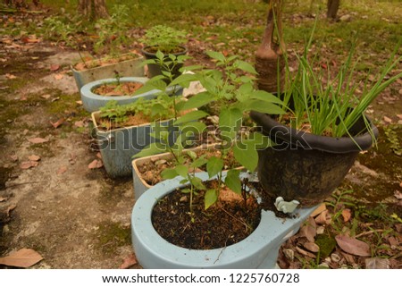this pic show the cultivated plant on upcycle the old toilet bowl become pots planting the homegrown vegetable at farming backyard, D.I.Y farming cocept