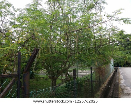 moringa oleifera tree
