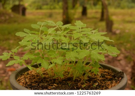 this pic show young leaves of tomato background on leaves have water drops, planting concept
