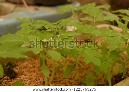 this pic show young leaves of tomato background on leaves have water drops, planting concept