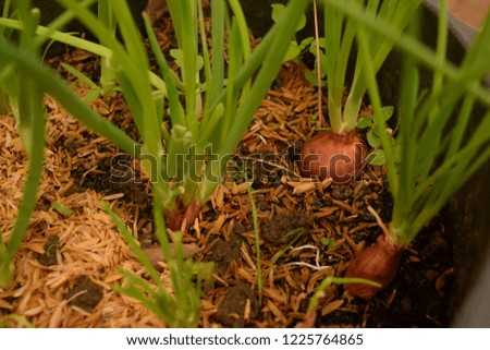 this pic show the onion background planting on the pot at farming backyard, planting concept.