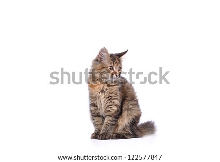 Funny cat isolated on white