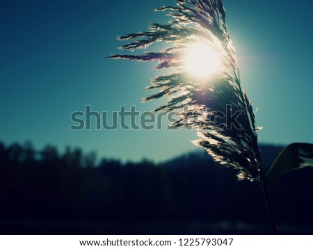 Dry golden stalks. Autumn nature theme. Outline of grass against to sun. 