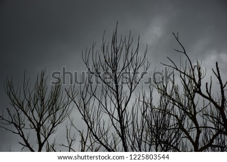 Branches silhouette with clouds