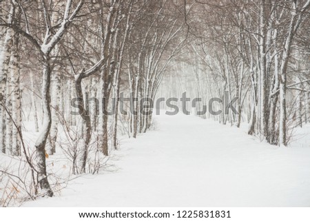 Snowy tunnel among tree branches in parkland close up. Snowy white background with alley in grove. Path among winter trees with hoarfrost during snowfall. Fall of snow. Atmospheric winter landscape. Royalty-Free Stock Photo #1225831831