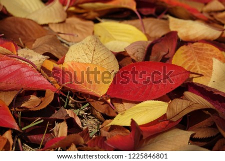 fallen leaves, autumnal tints Royalty-Free Stock Photo #1225846801