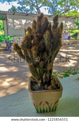 the Cactus in the coffee shop