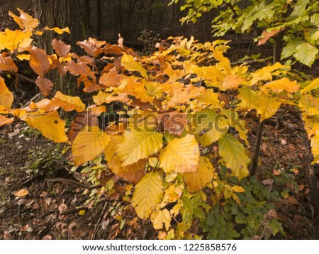 It is autumn. The leaves fall to the ground and the leaves change color in the most beautiful colors.