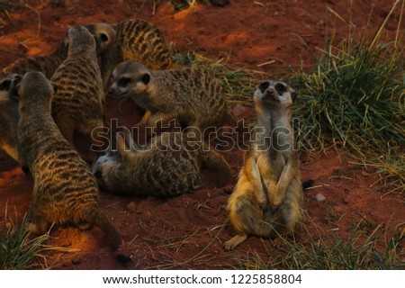 A family of meerkats playing and being curious