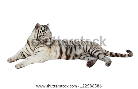 lying white tiger. Isolated  over white background with shade