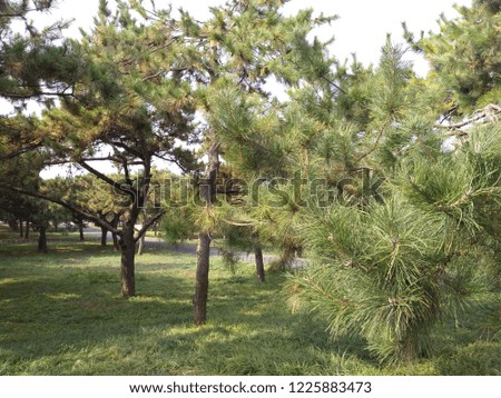 tree green pine