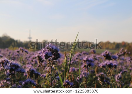 purple tansy field in the daytime 