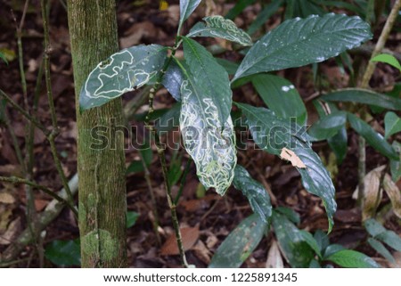 Green leaves with yellow curly lines on its surfaces. Little green plants in the rain forest.Green leaves in the forest with diseases.