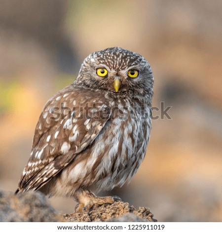 Little owl (Athene noctua) sitting on a stone and looks into the camera.