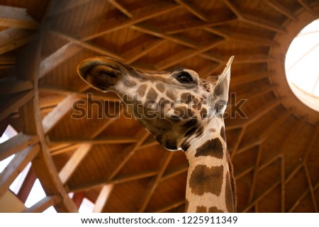 Giraffe head close-up at the zoo