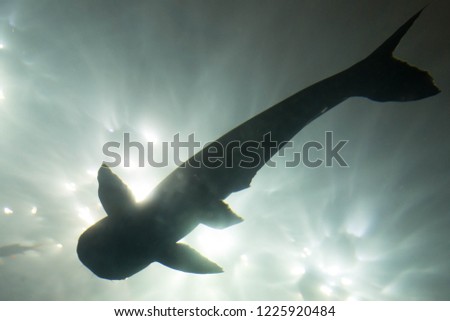 shark in shadow