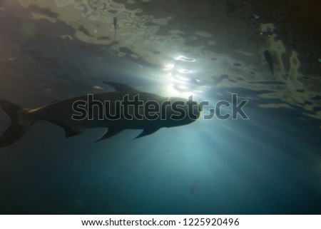 shark in shadow