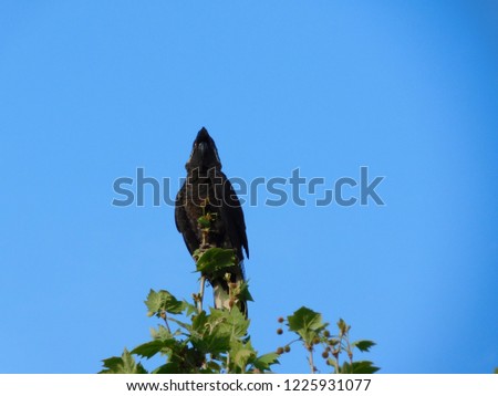 Australian Black Cockatoos.