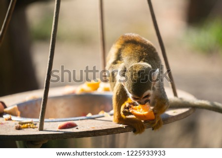 Squirrel Monkey eating a orange at the zoo