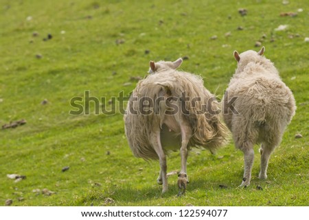 Two sheep with long hairy wool taken from back in the green grass background