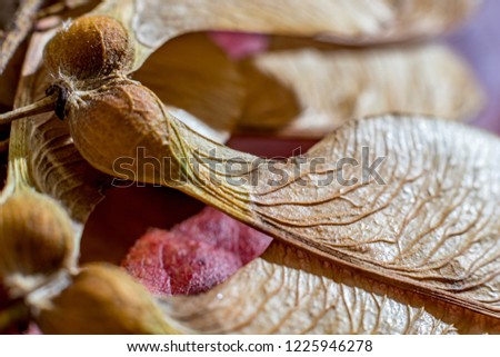 Macro close up, studio flash light picture, of a dry maple seed, autumn feelings. Detailed wing structure with stunning natural nerves, selective focus with shallow depth of field