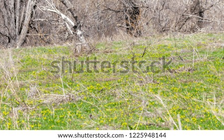 Many yellow small wild flowers in the meadow in spring.