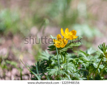Yellow wildflowers closeup