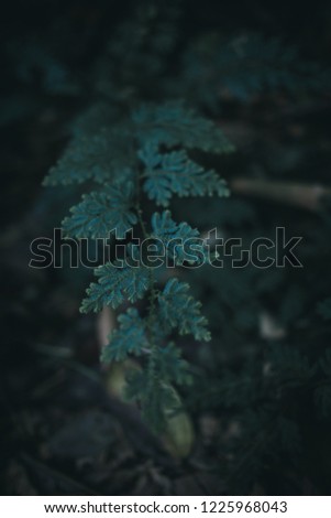 beautiful jungle plant