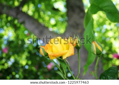 Yellow blooming rose with blurred background