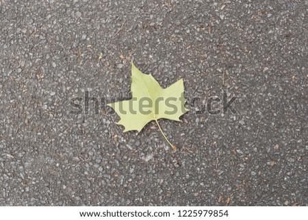 green leaf on the asphalt