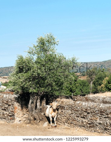 Olive trees in the fields of Extremadura
